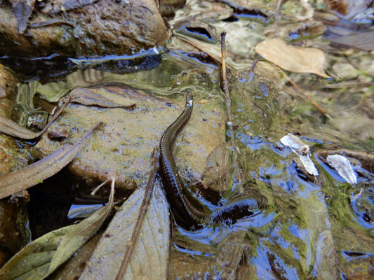 Un'affascinante sanguisuga.  Questi Anellidi (vermi segmentati) appartenenti alla sottoclasse Hirudinea, vivono generalmente nelle paludi non inquinate delle regioni intertropicali, fino a latitudini moderate.