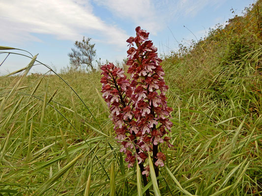 l'Orchide purpurea (Orchis purpurea) si può trovare nei querceti, nelle scarpate, nei prati, con terreno calcareo, alla luce piena del sole o in mezz'ombra, da 0 a 1350 m di altitudine
