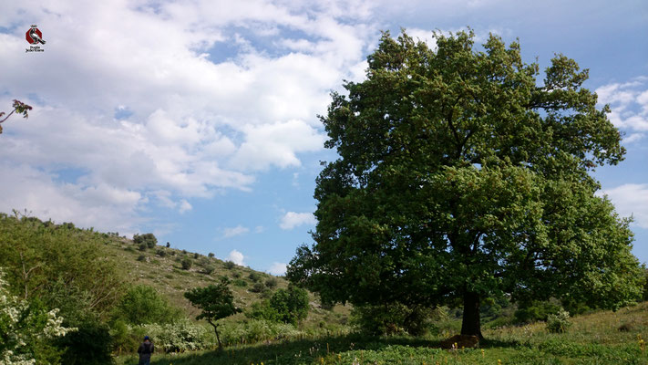 La Roverella occupa la fascia di transizione tra i boschi sempreverdi e mediterranei e quelli di latifoglie. Sono tipiche dei boschi dell'Alta Murgia. Nei periodi di carestia le sue ghiande venivano usate per fare una specie di pane o piadina di ghianda