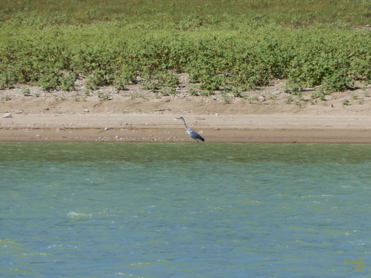 Un meraviglioso airone cenerino (Ardea cinerea)