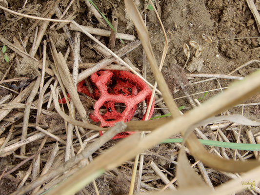 Il particolarissimo fungo lanterna (Clathrus ruber)