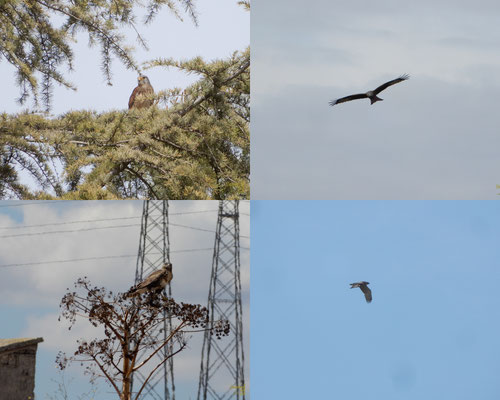 Grillaio, nibbio reale, poiana, biancone