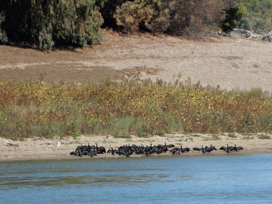 Uno stormo di cormorani ad asciugarsi le piume alla luce del sole