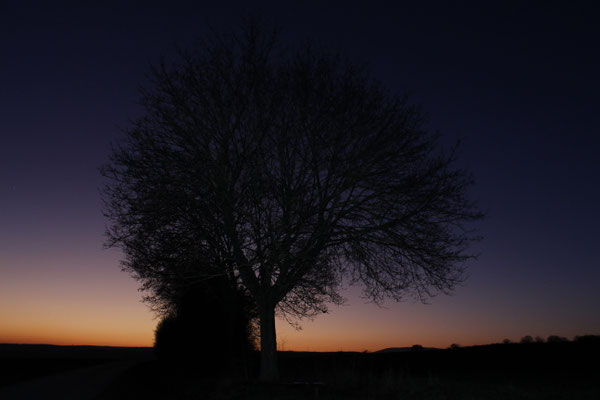 Baum im Sommer