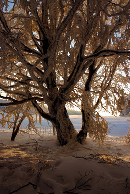 Baum im Winter