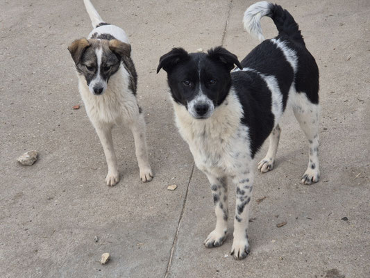 Kiko und Kimo