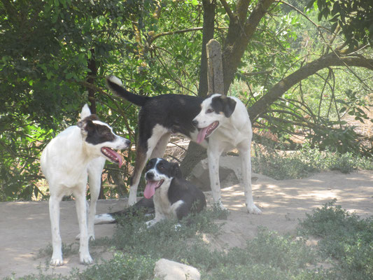 das Geschwister- Trio: Jeny, July und Jaco