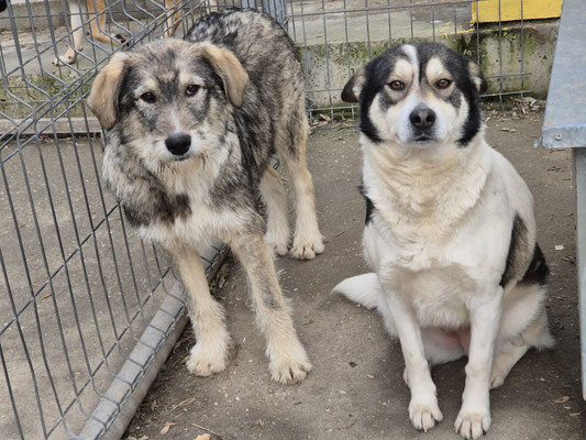 Anfang 2026: Sam (Skys Sohn) und Cleo