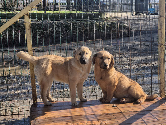 Elly und Snoopy