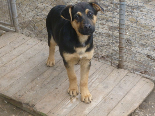 ein erstes Bild von Ebbo im Tierheim