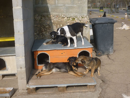 Sarai (oben links) ist sehr gesellig mit den anderen Hunden
