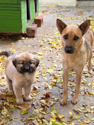 Sashko und Sofia