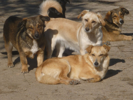 Chivito, Annely und Chico (vorne zu sehen, liegend)