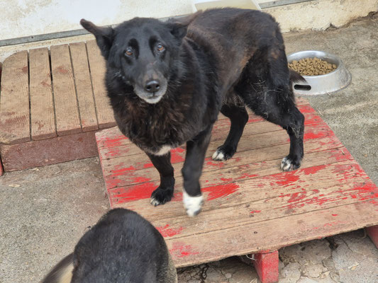erste Bilder im Tierheim