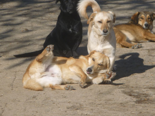 Chico liegend mit Annely