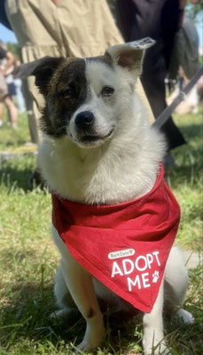 im Juli war Roy beim "Bark Date"