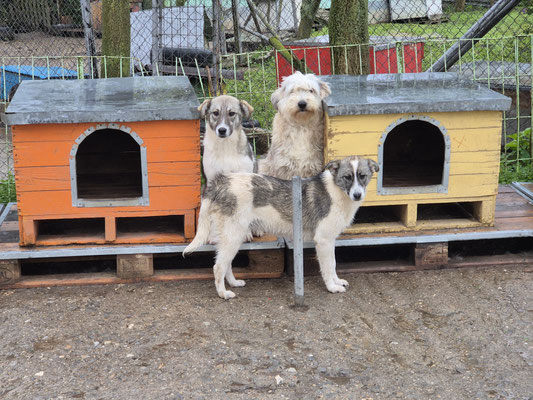 im April: Kiko vorne. Hinten zu sehen sind Carli und Hündin Sky