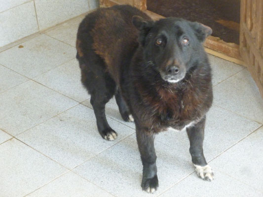 das erste Bild von Anka, nachdem sie ins Tierheim kam.
