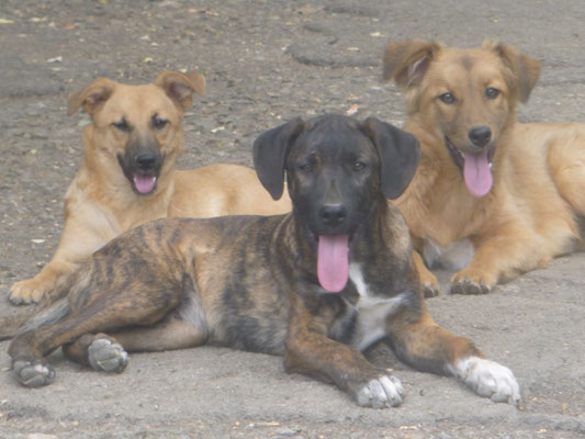 Mia (hinten links) mit Mogli und Boris