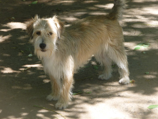 Paco