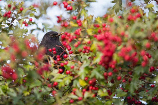 Amsel__________________ Foto: C.Höfs