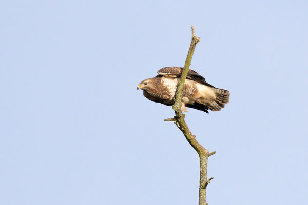 Mäusebussard____________Foto: J.Jesberg