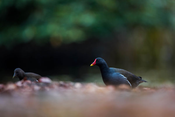 Teichhuhn____________________Foto: C.Höfs