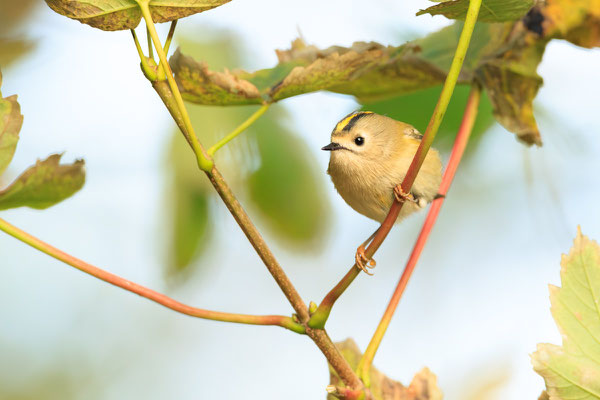 Wintergoldhähnchen___________Foto: J.Jesberg