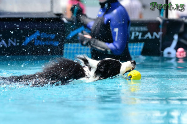 Dogdiving Oberwart 2015