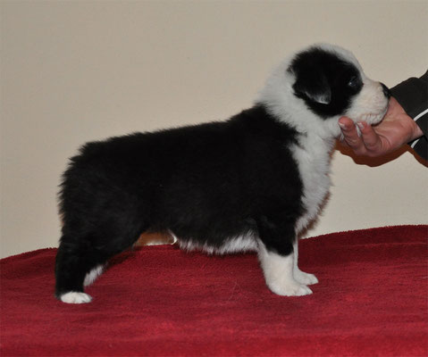 © Borderline Country, 5 weeks