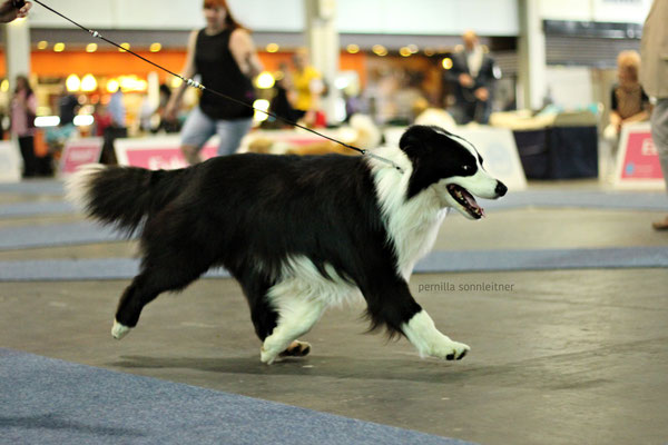 CACIB Budapest 2016