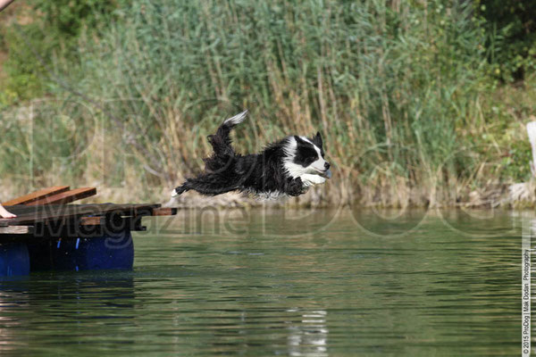 Dogdiving