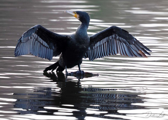 Kormoran, Brandenburg