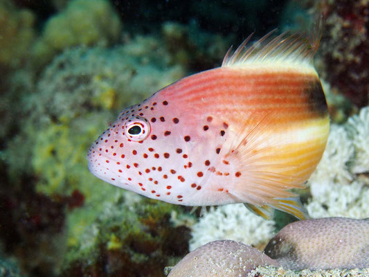 Korallenwächter, Rotes Meer