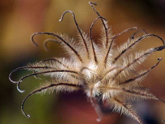 "Herbst-"Clematis