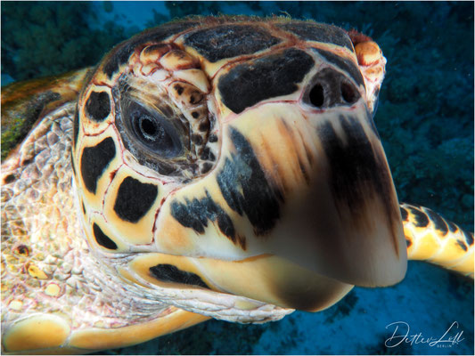 Karettschildkröte (eretmochely simbricata), Rotes Meer