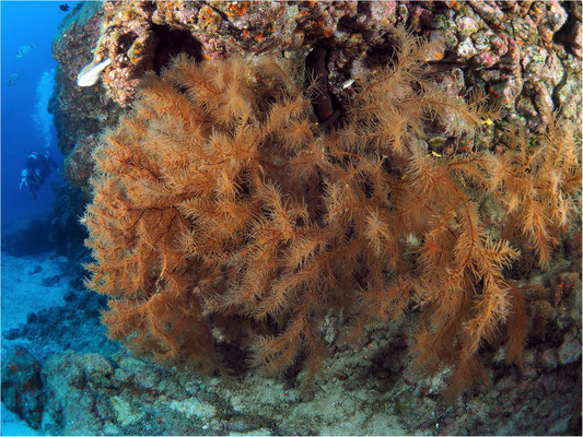  Schwarze Koralle (Antipatharia) auf 44m Tiefe, Teneriffa