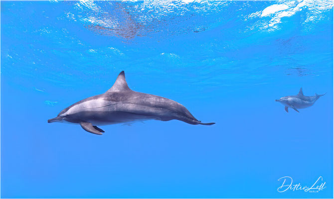 Spinner-Delfine, Sataya Reef, Rotes Meer