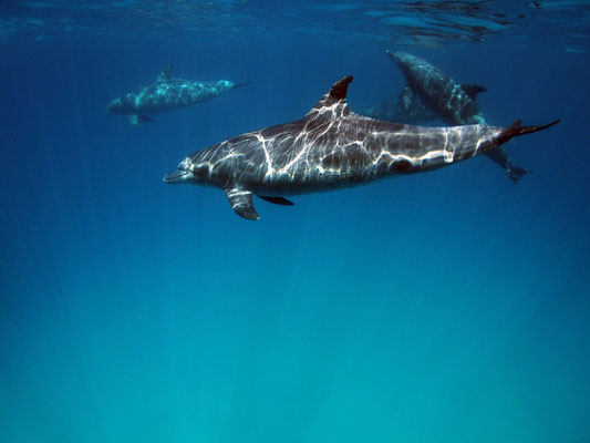 Delfine vor Hurghada, Rotes Meer
