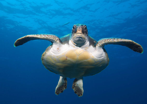 Grüne Meeresschildkröte = Suppenschildkröte (Chelonia mydas), Teneriffa