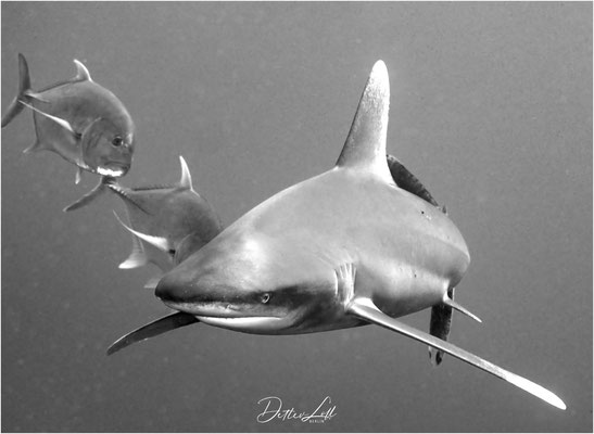 Weißspitzen-Hochseehai (Carcharhinus longimanus), Elphinstone Reef, Rotes Meer
