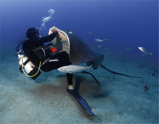 Runder Stechrochen (Taeniura grabata), Teneriffa