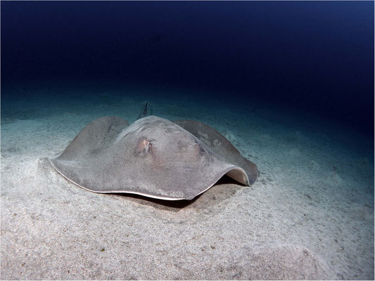 Runder Stechrochen (Taeniura grabata), Teneriffa