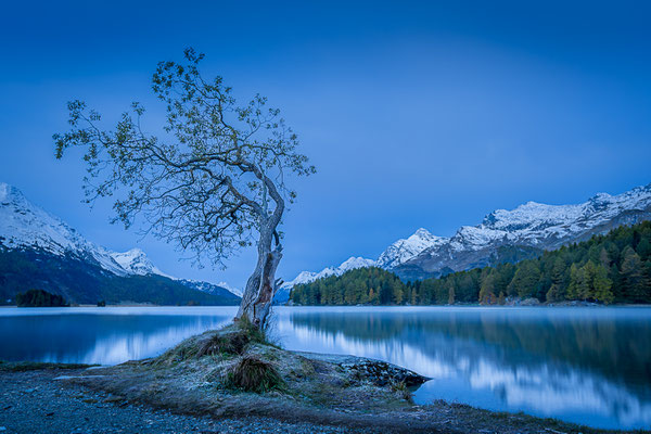 Bild Nr. 2020_8584: Einsamer Baum am Silsersee