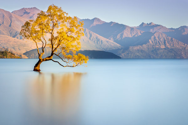 Bild Nr. 2019_4399: Baum im Lake Wanaka, Neuseeland