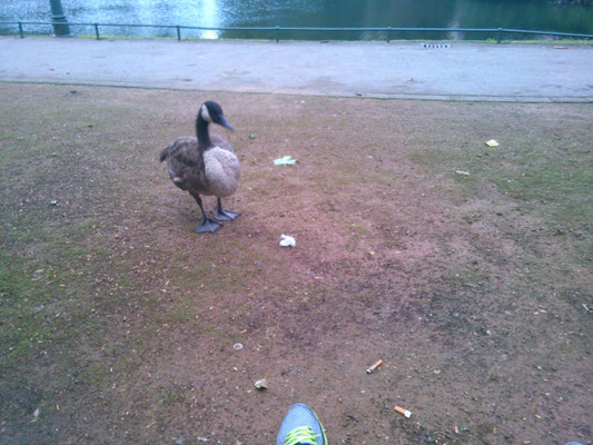 デュッセルドルフの公園でカモが近寄ってきた…。