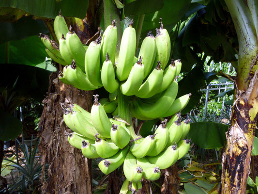 極甘 ブラジリアンバナナ苗