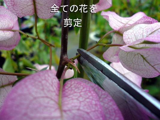 ブーゲンビレアの鉢における栽培管理 Nangokunomori Com
