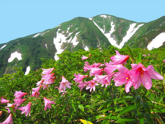 ▲花の一番人気ヒメサユリ