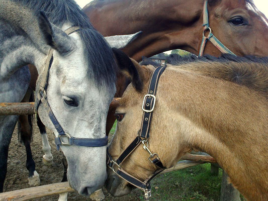 Kuschelnd mit Pferden von der Weide :)